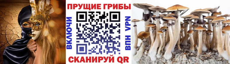 Галлюциногенные грибы MAGIC MUSHROOMS  как найти наркотики  Знаменск 